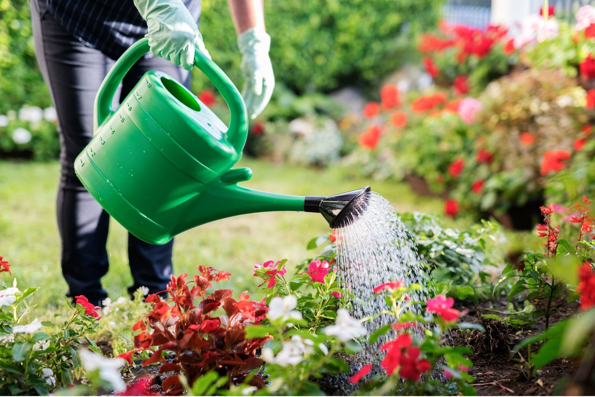 Peut-on utiliser de l'eau adoucie pour arroser les plantes ?
